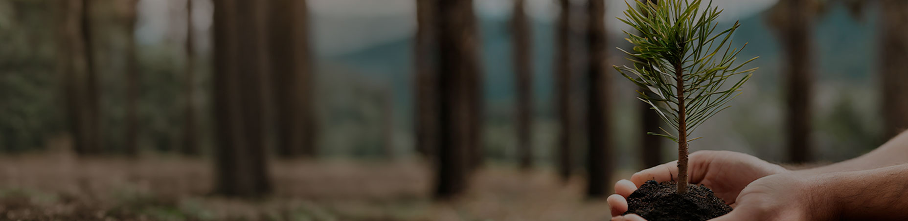 Hände halten einen jungen Baumsetzling im Wald als Symbol für Nachhaltigkeit
